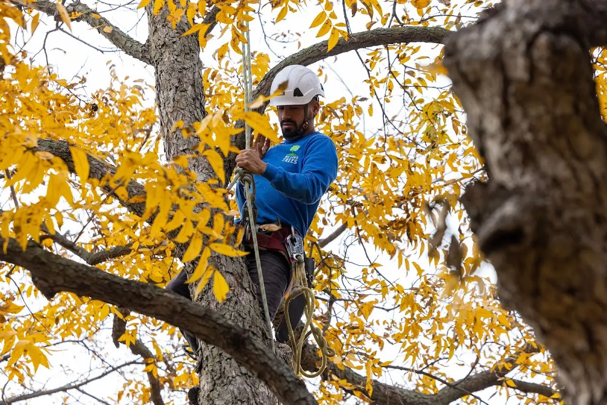 Skilled Storm Damage Cleanup crew working in Charlestown